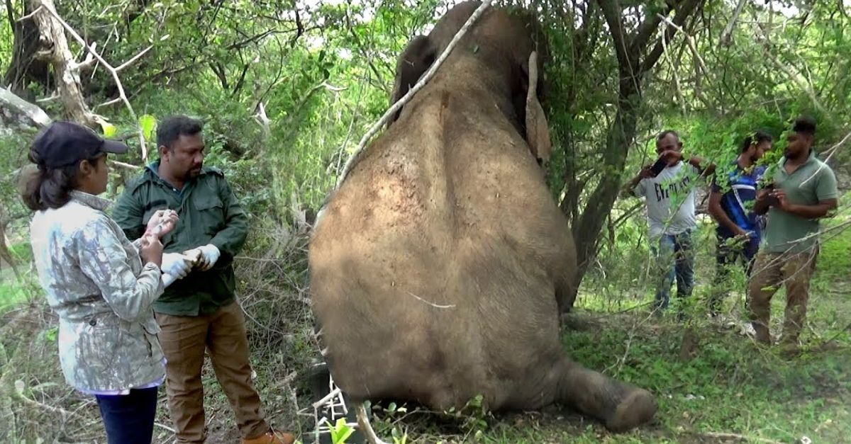 Jaw-Dropping Triumph: Buffalo Defies Odds, Hurls Lion 6ft Skyward in Epic Six-Hour Battle, Captivating South African Spectators